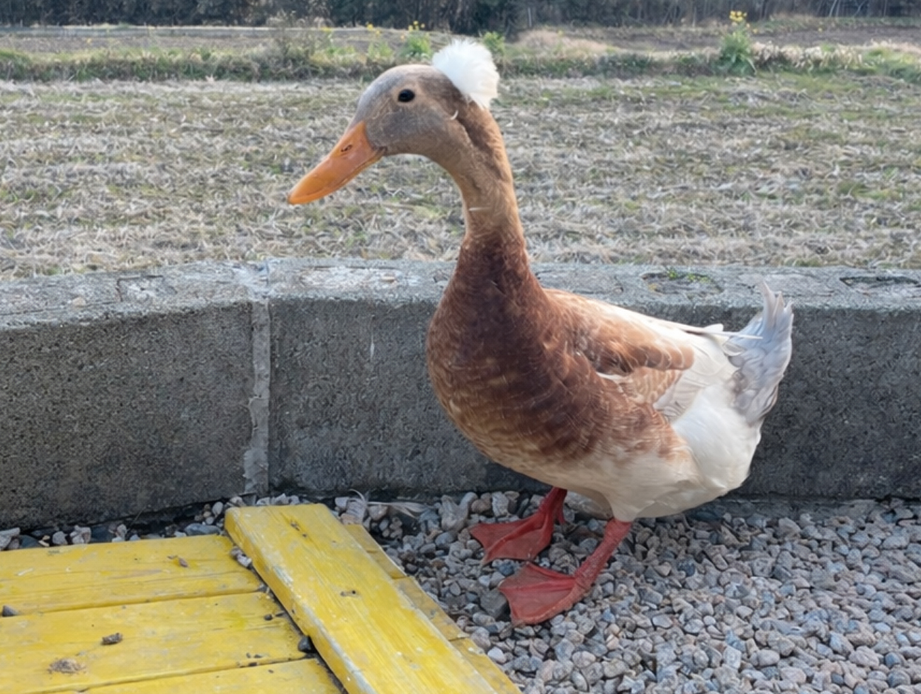 きずなあひる園のクレステッドダック(佐賀・福岡・長崎・熊本のブリーダー直販)